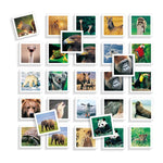 Educational Game Diset Memo Photo Animales 54 Pieces